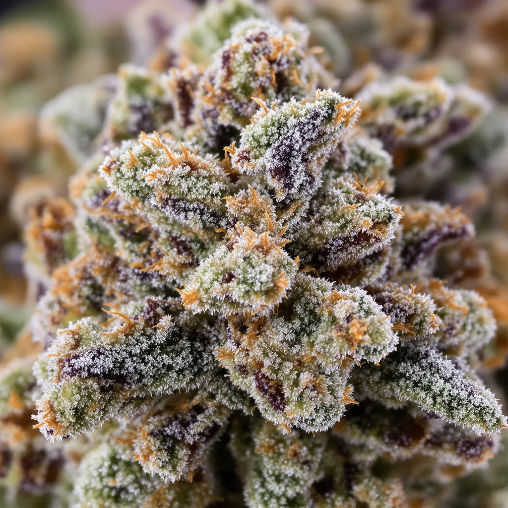Red Widow cannabis bud close-up showing balanced bud structure with frosted trichomes