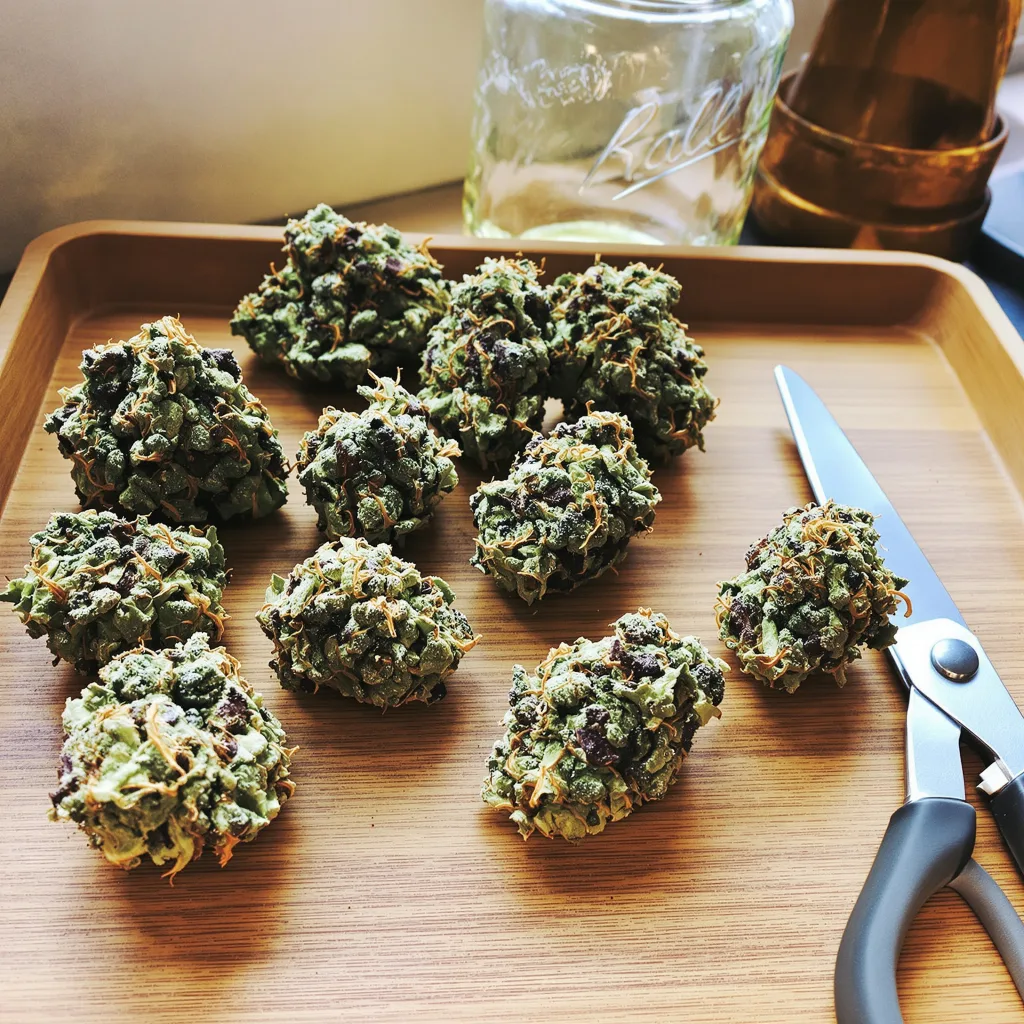 Reign Man 51% indica / 49% sativa flower with visible trichomes