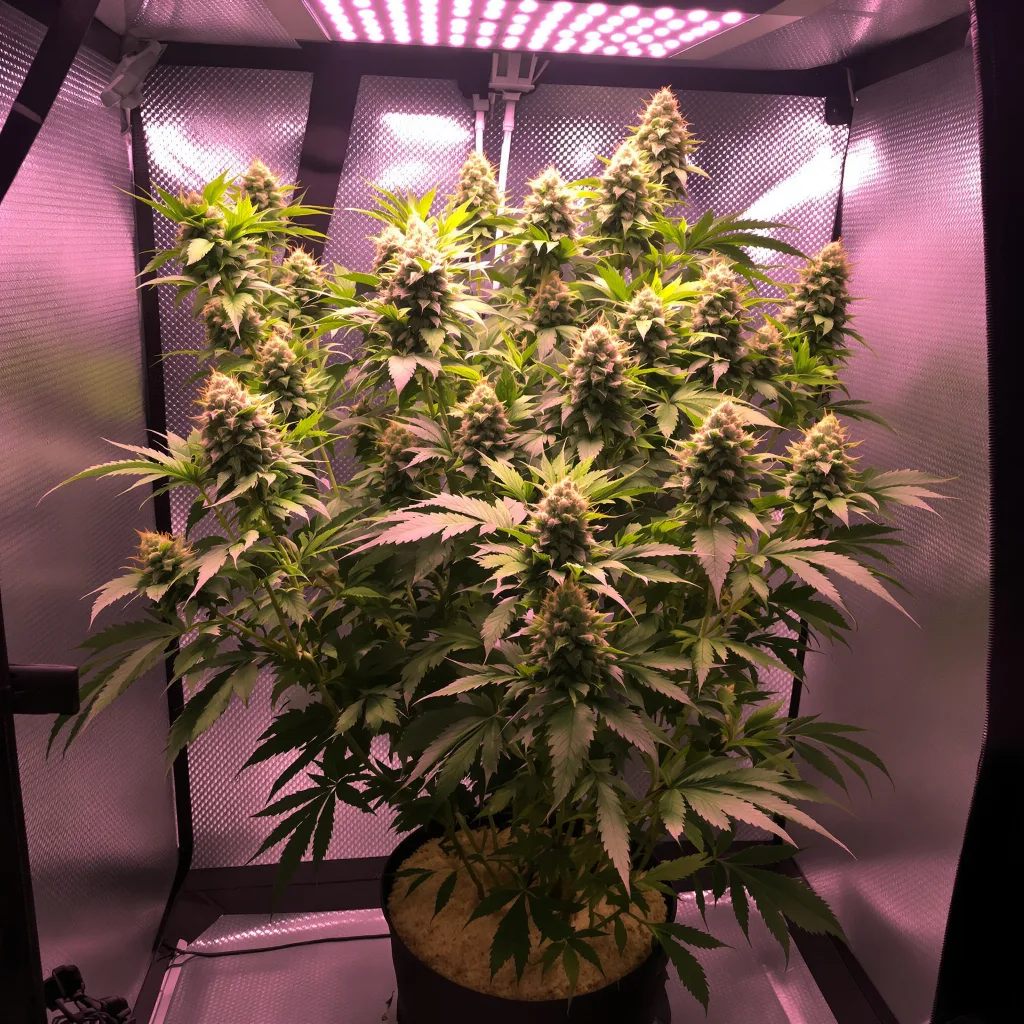 Reign Man 51% indica / 49% sativa flower with visible trichomes