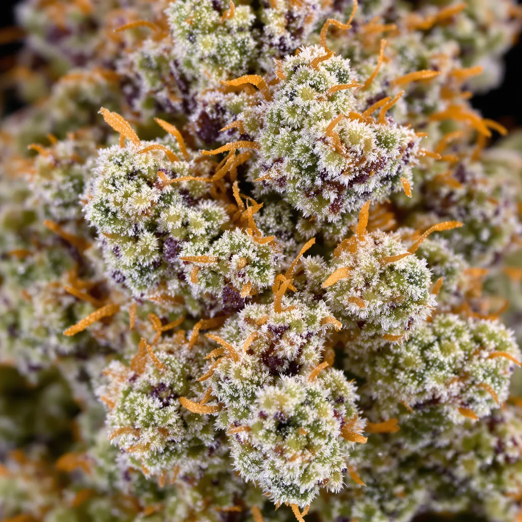 Reign Man cannabis bud close-up showing balanced bud structure with frosted trichomes