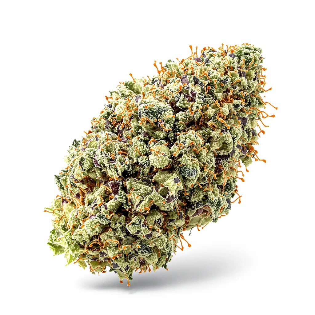 Reign Man cannabis plant in flowering stage — 120-180 cm feminised