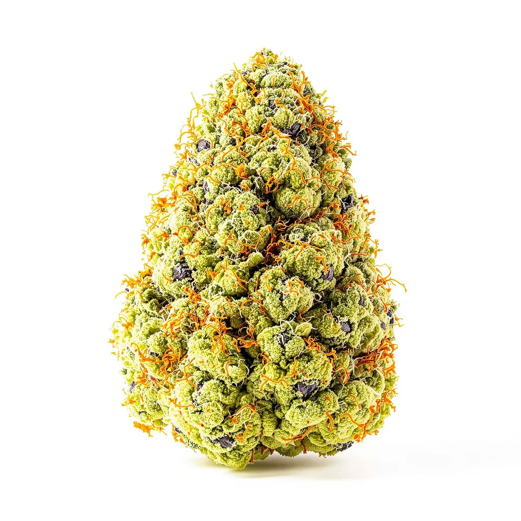Ringos Gift CBD cannabis plant in flowering stage — 120-180 cm feminised