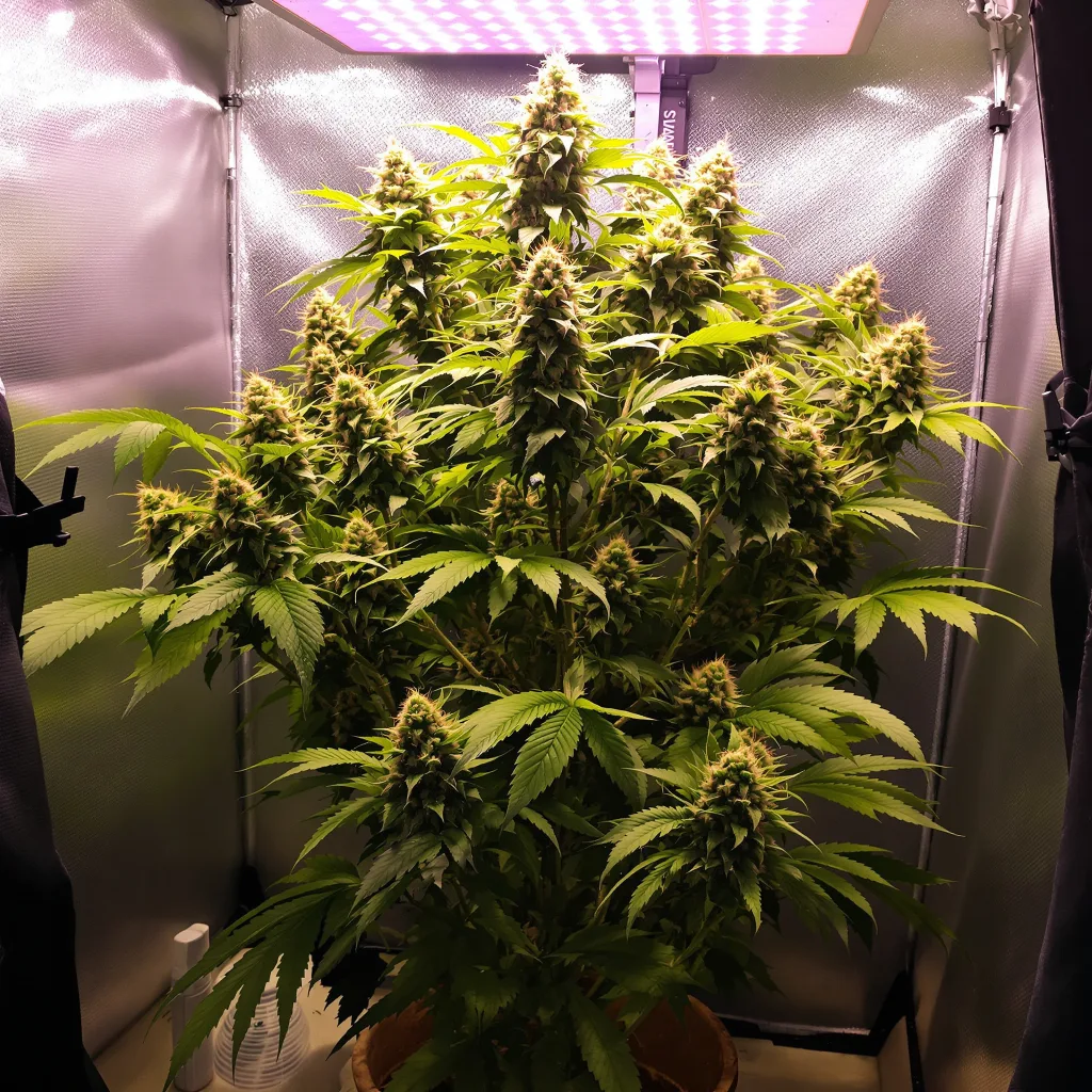 Rocklock 48% indica / 52% sativa flower with visible trichomes