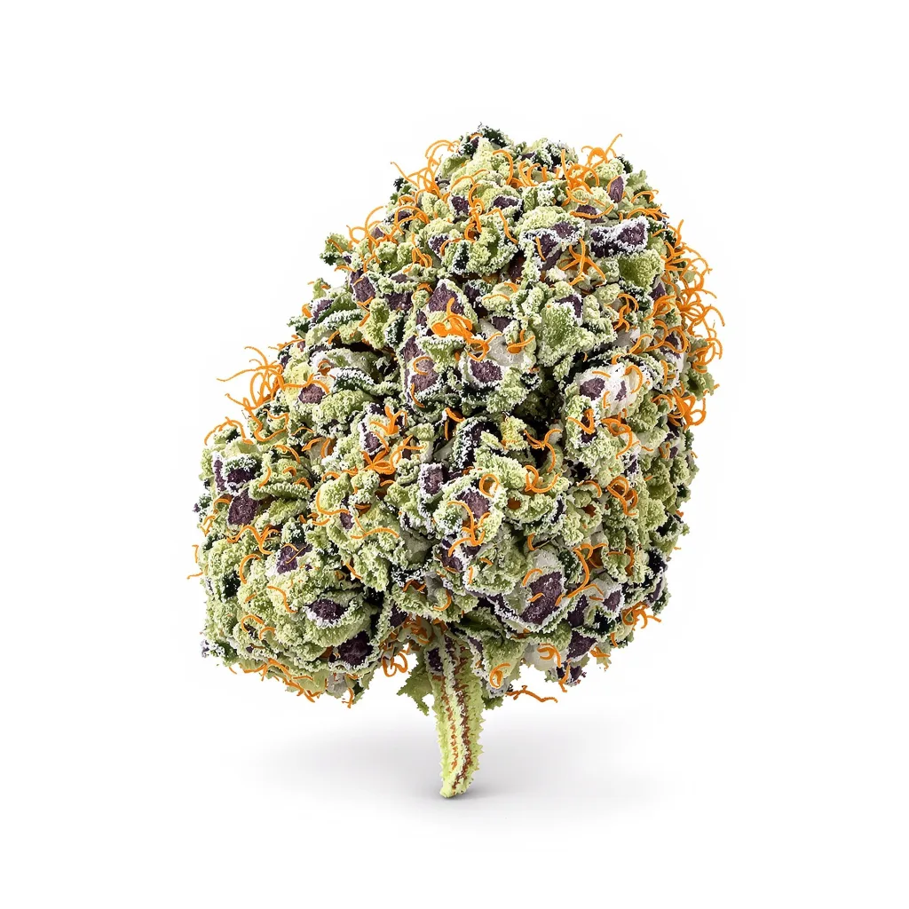 Rockstar cannabis plant in flowering stage — 120-180 cm feminised