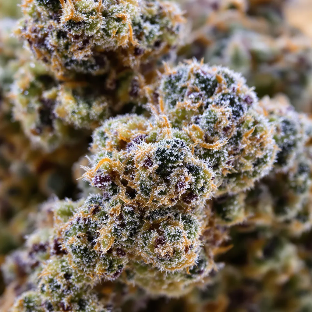 Royal Gorilla cannabis bud close-up showing balanced bud structure with frosted trichomes