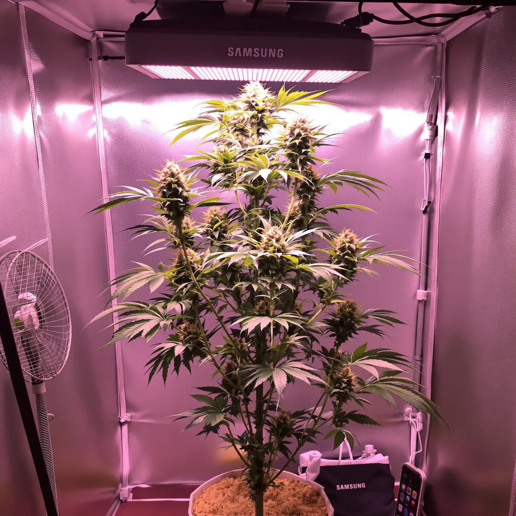 Royal Medic 25% indica / 75% sativa flower with visible trichomes
