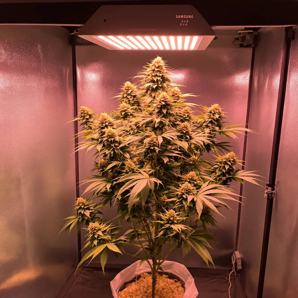 SAGE 50% indica / 50% sativa flower with visible trichomes
