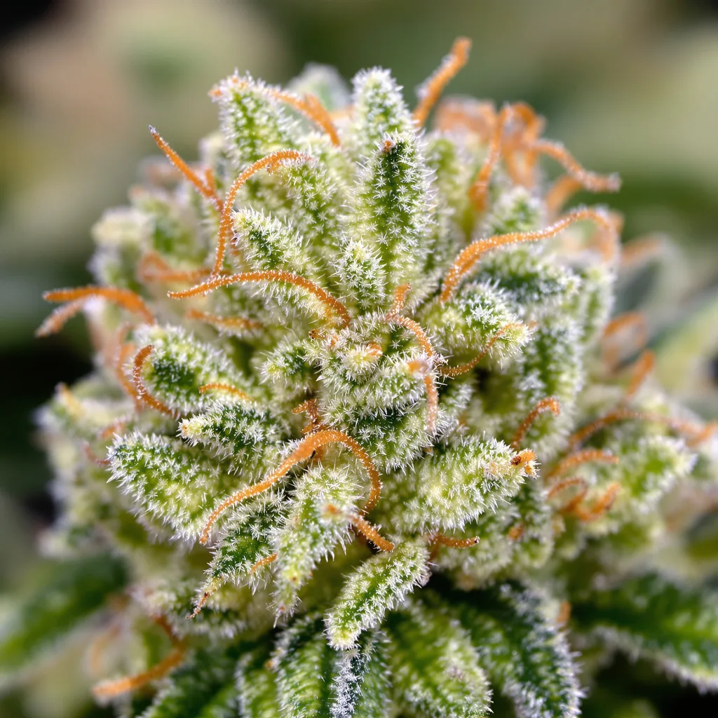 Schrom cannabis bud close-up showing lime-green airy structure