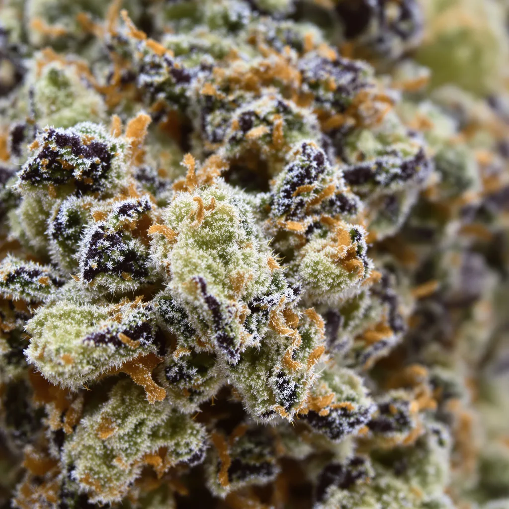 Seattle Blue cannabis bud close-up showing balanced bud structure with frosted trichomes