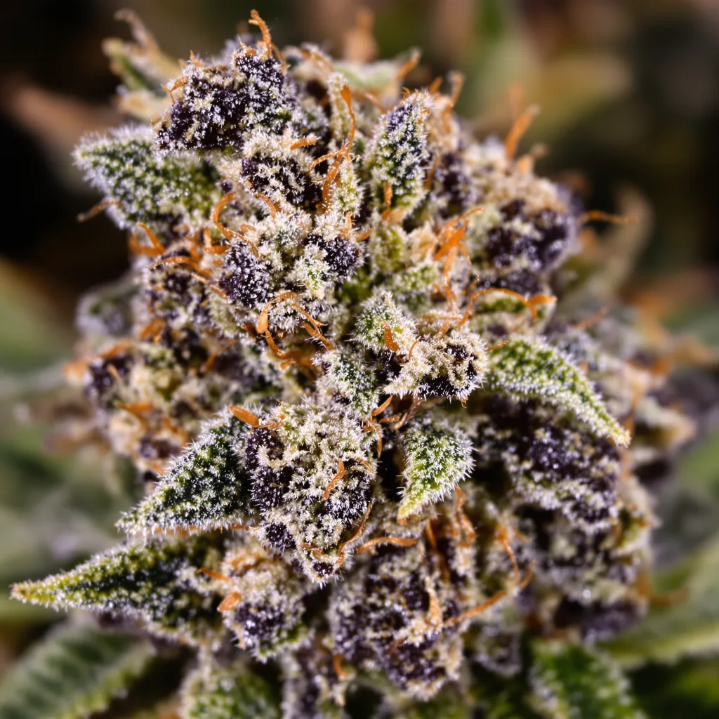 Sensi Skunk cannabis bud close-up showing dense purple-tinged calyxes