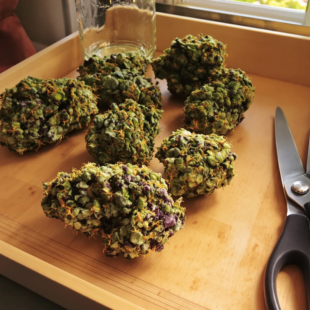 SFV OG 90% indica / 10% sativa flower with visible trichomes