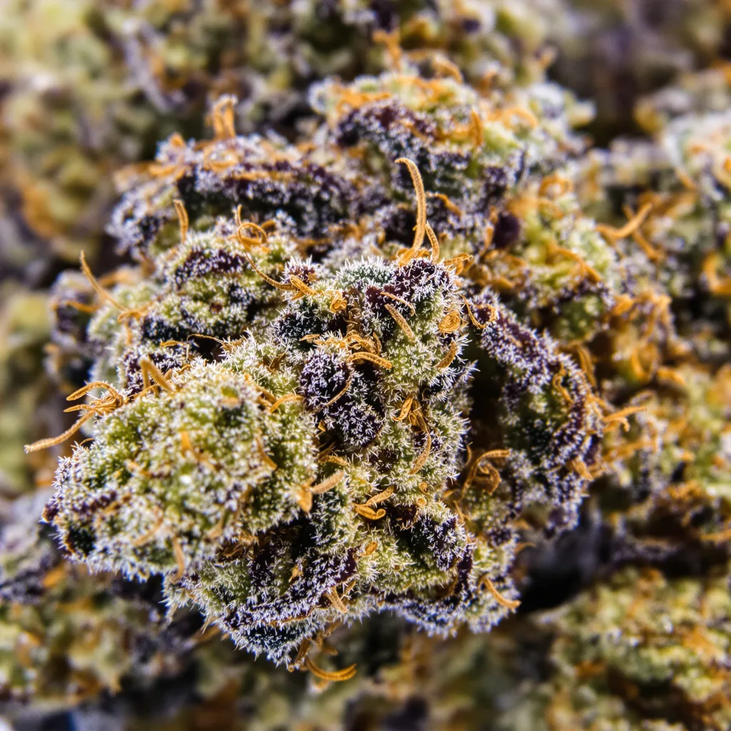 SFV OG cannabis bud close-up showing dense purple-tinged calyxes