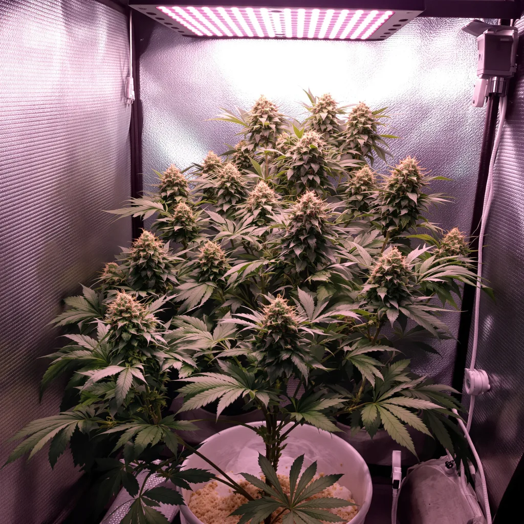 Shark Shock 80% indica / 20% sativa flower with visible trichomes