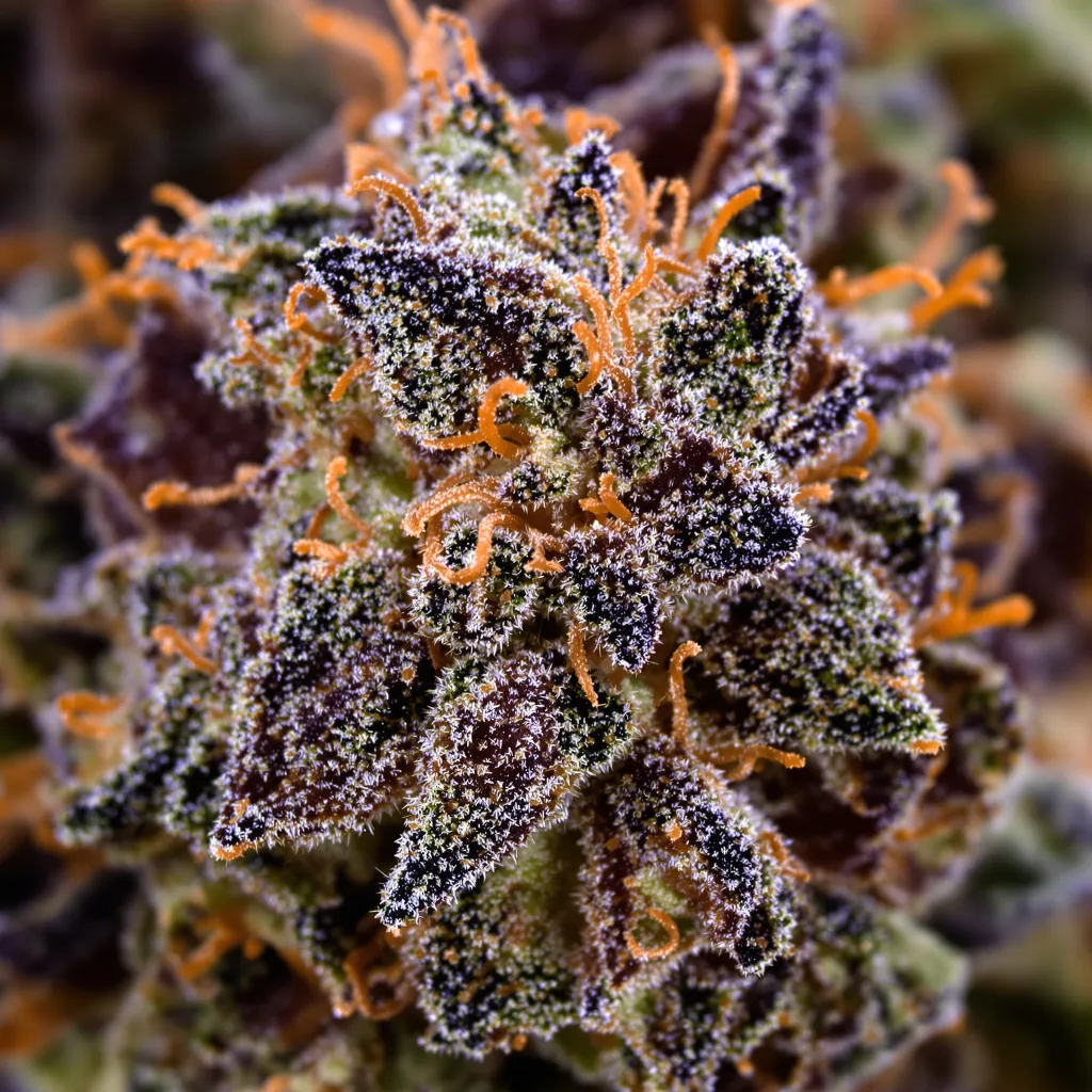 Shark Shock cannabis bud close-up showing dense purple-tinged calyxes