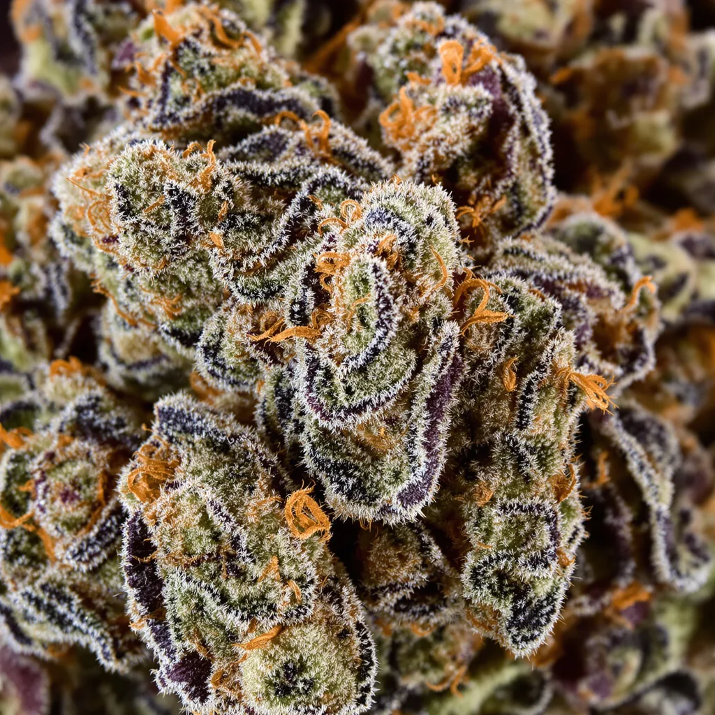 Sharksbreath cannabis bud close-up showing dense purple-tinged calyxes