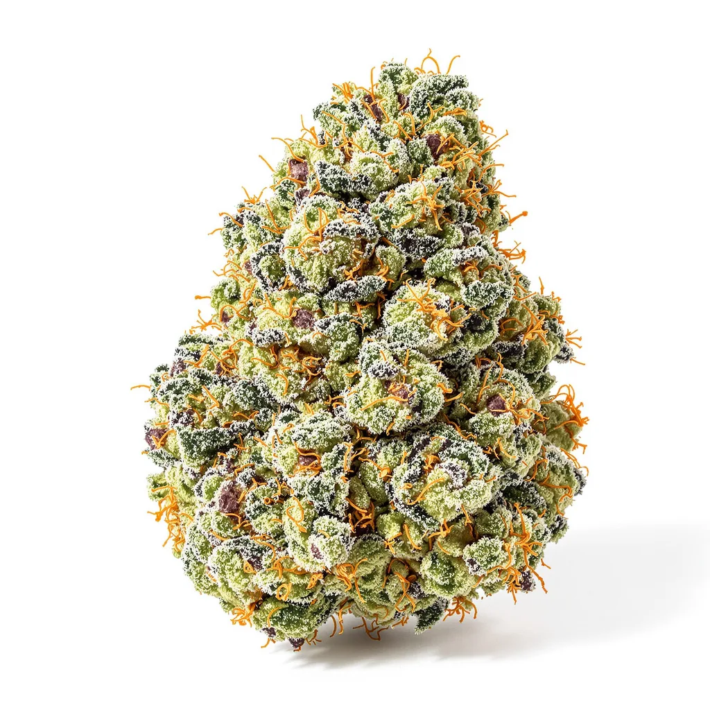 Shiatsu Kush cannabis plant in flowering stage — 120-180 cm feminised