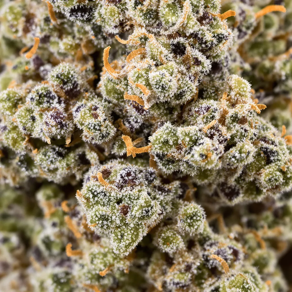 Shipwreck cannabis bud close-up showing open-bud structure with orange pistils