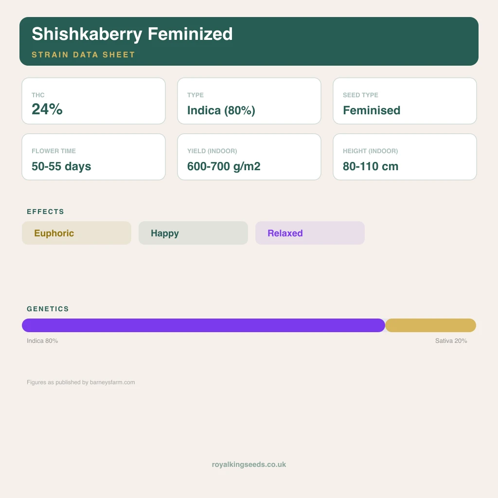 Shishkaberry 80% indica / 20% sativa flower with visible trichomes