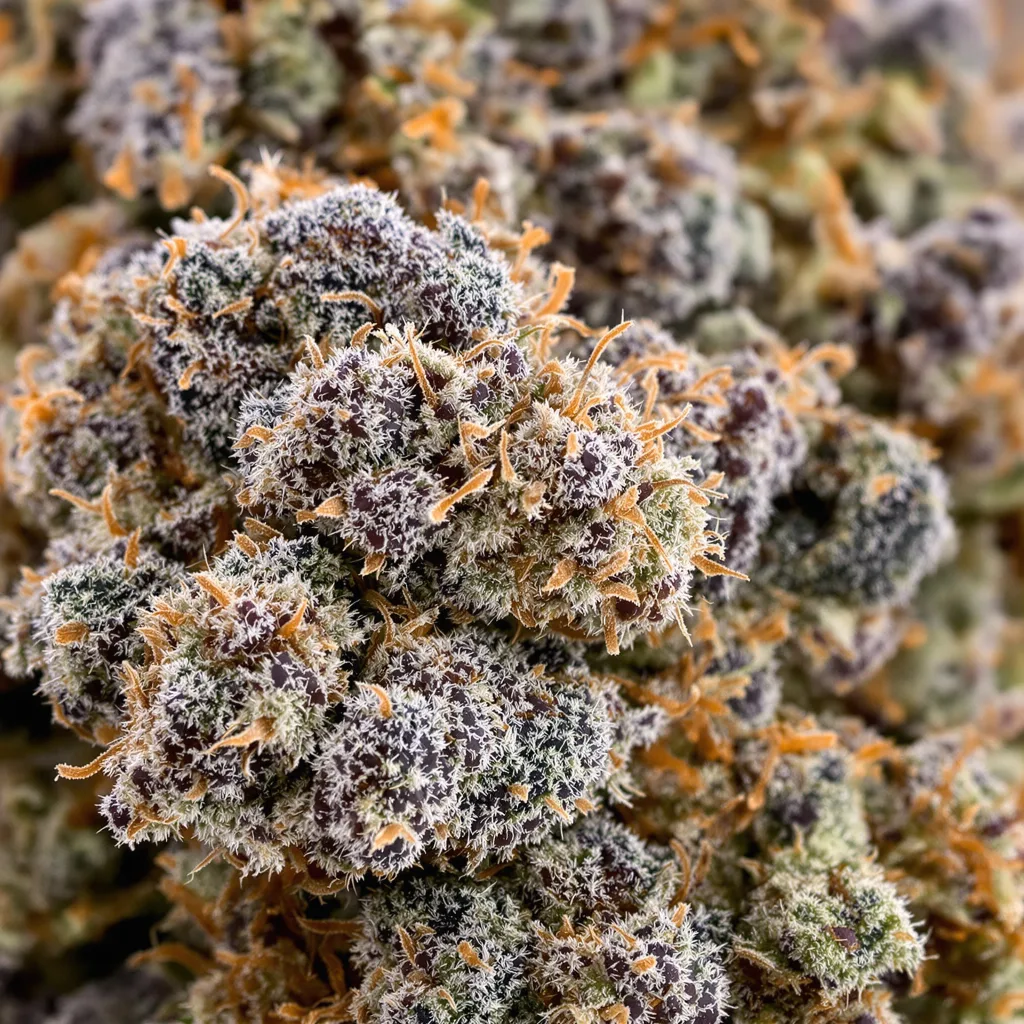 Shishkaberry cannabis bud close-up showing dense purple-tinged calyxes
