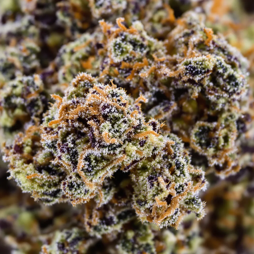 Shoreline cannabis bud close-up showing dense purple-tinged calyxes