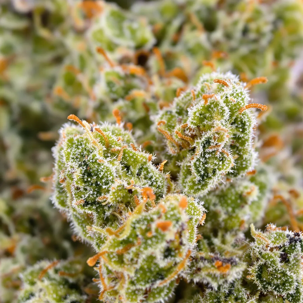 Silver Haze cannabis bud close-up showing lime-green airy structure