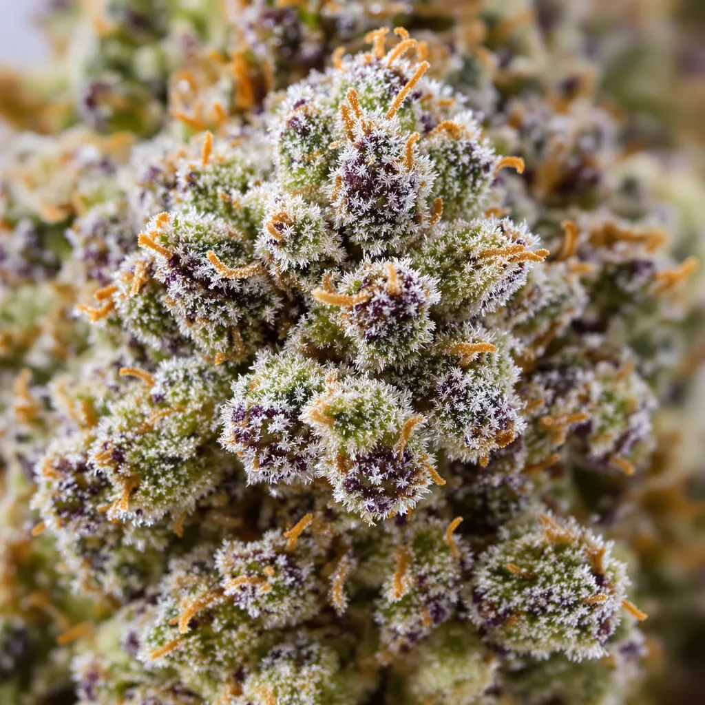 Silver Kush cannabis bud close-up showing open-bud structure with orange pistils