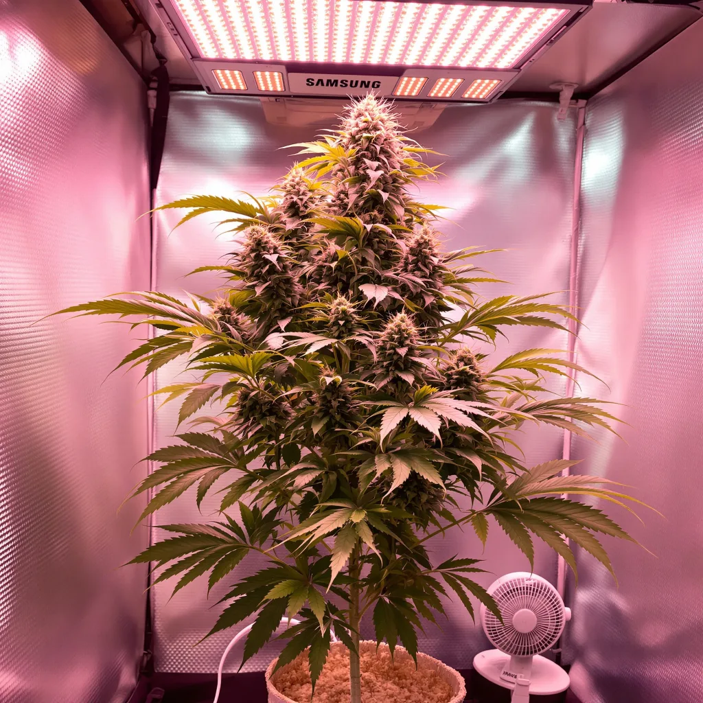 Silverback Gorilla 74% indica / 26% sativa flower with visible trichomes