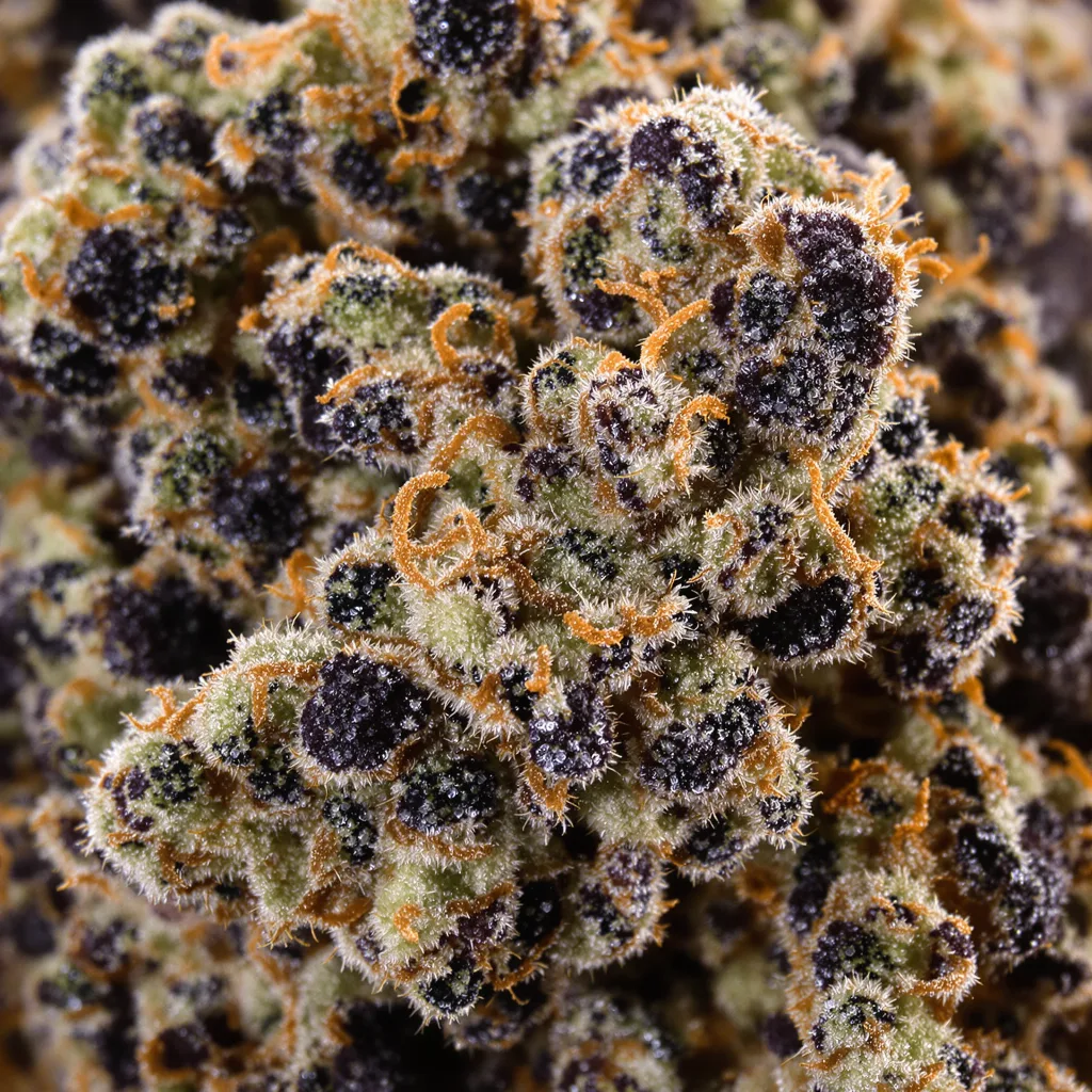 Silverback Gorilla cannabis bud close-up showing dense purple-tinged calyxes