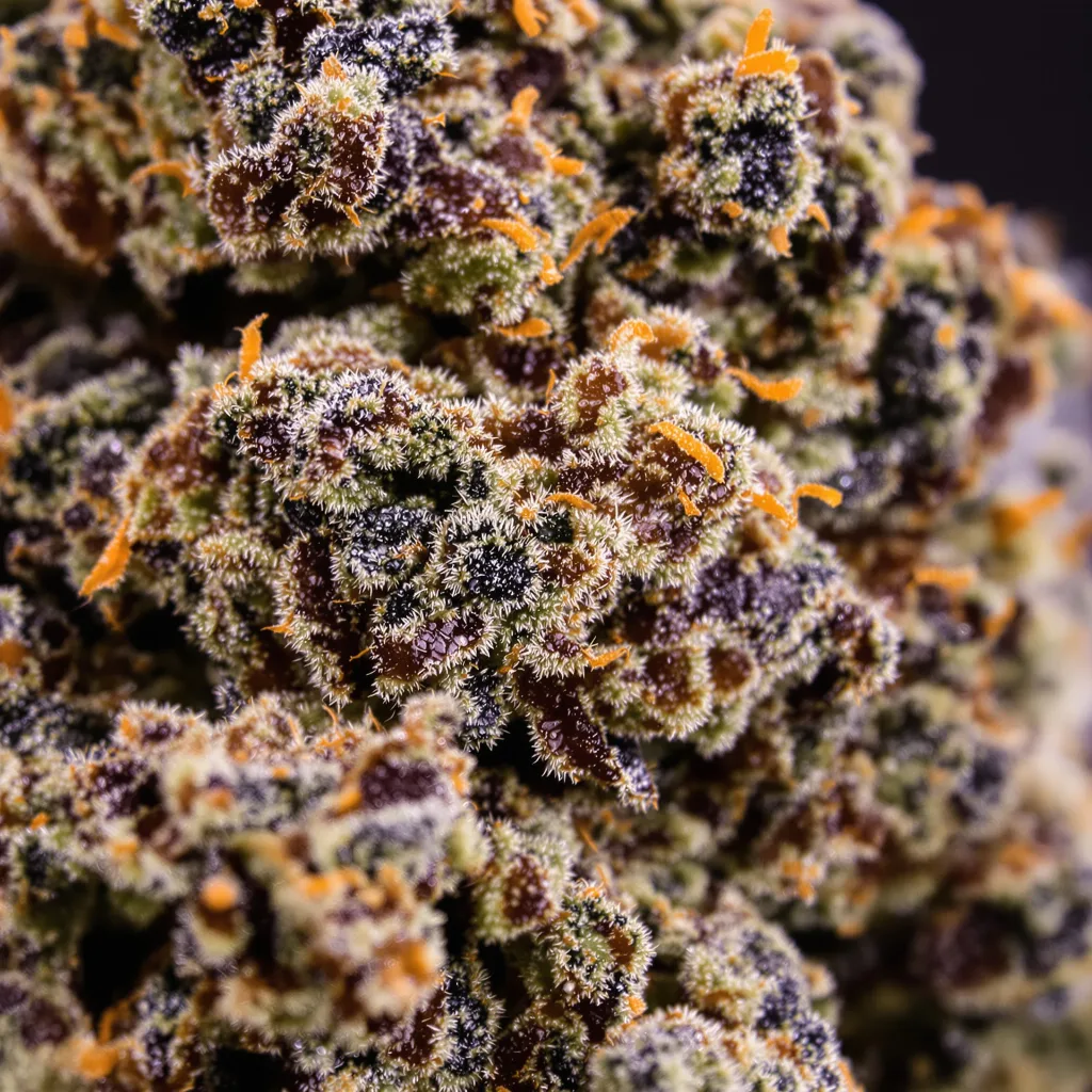Silverback Gorilla cannabis bud close-up showing dense purple-tinged calyxes