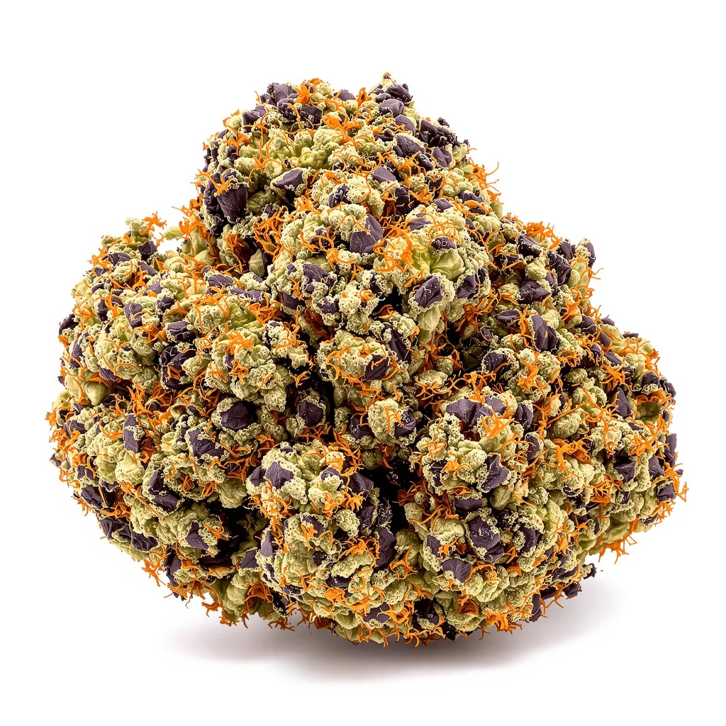 Silverback Gorilla cannabis plant in flowering stage — 90-130 cm feminised