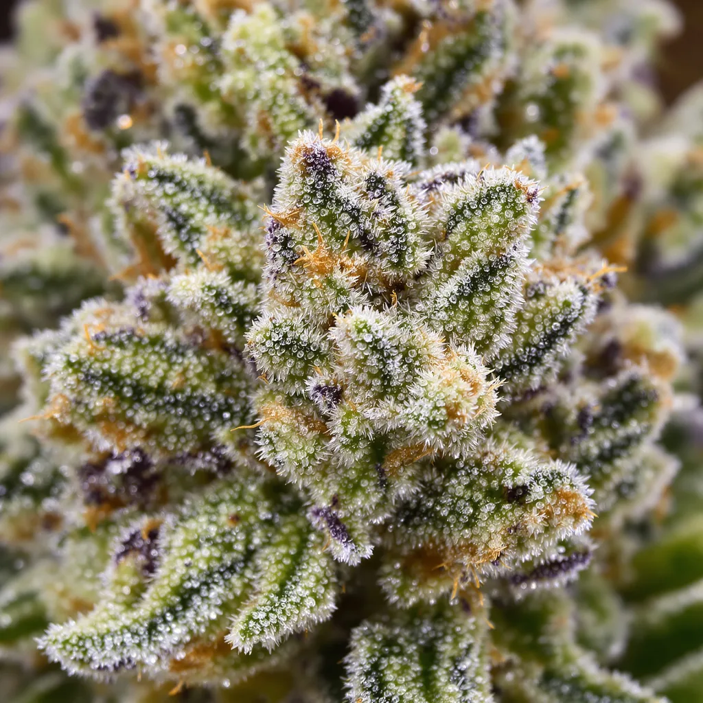 Silverfalls Kush cannabis bud close-up showing open-bud structure with orange pistils
