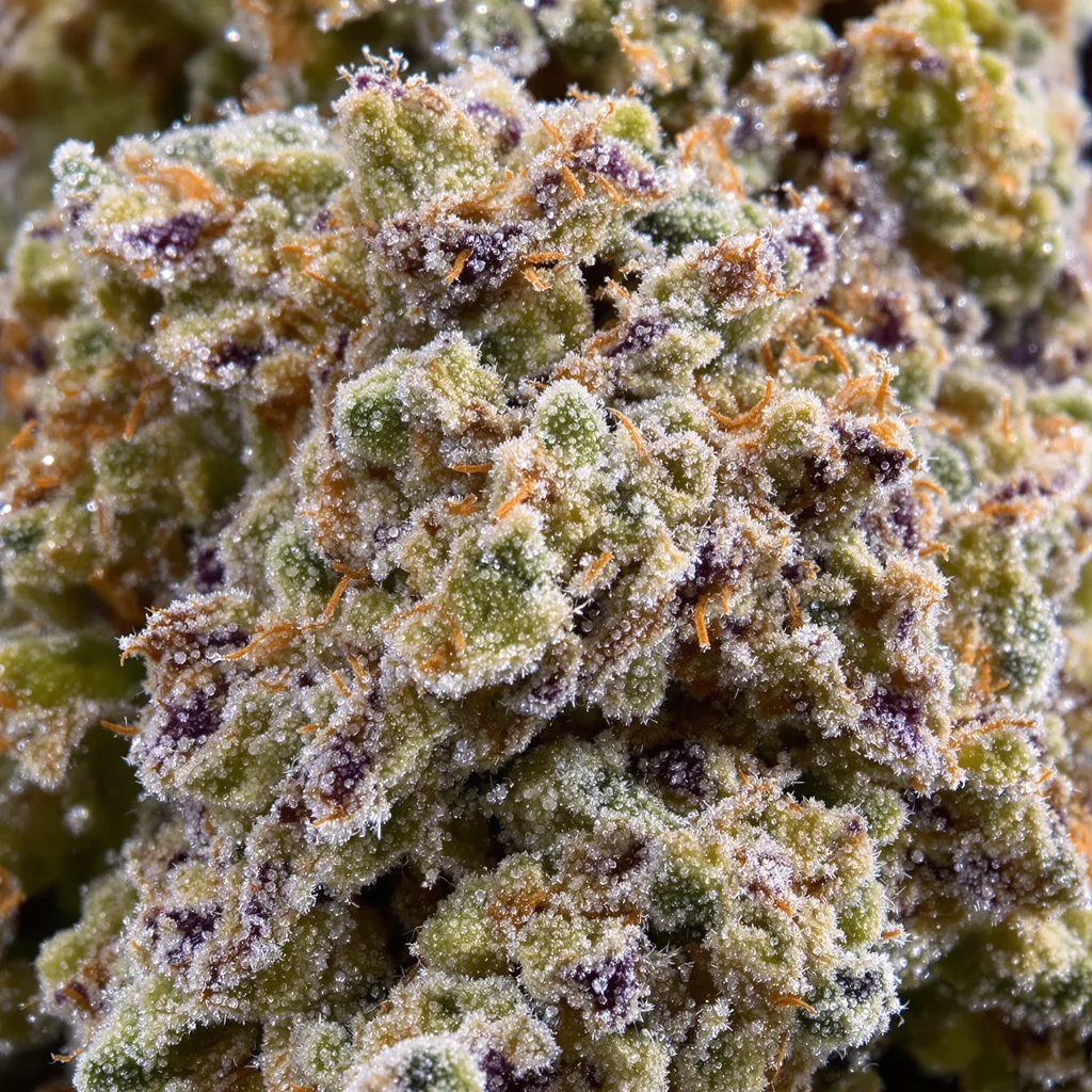 Silverfalls Kush cannabis bud close-up showing open-bud structure with orange pistils