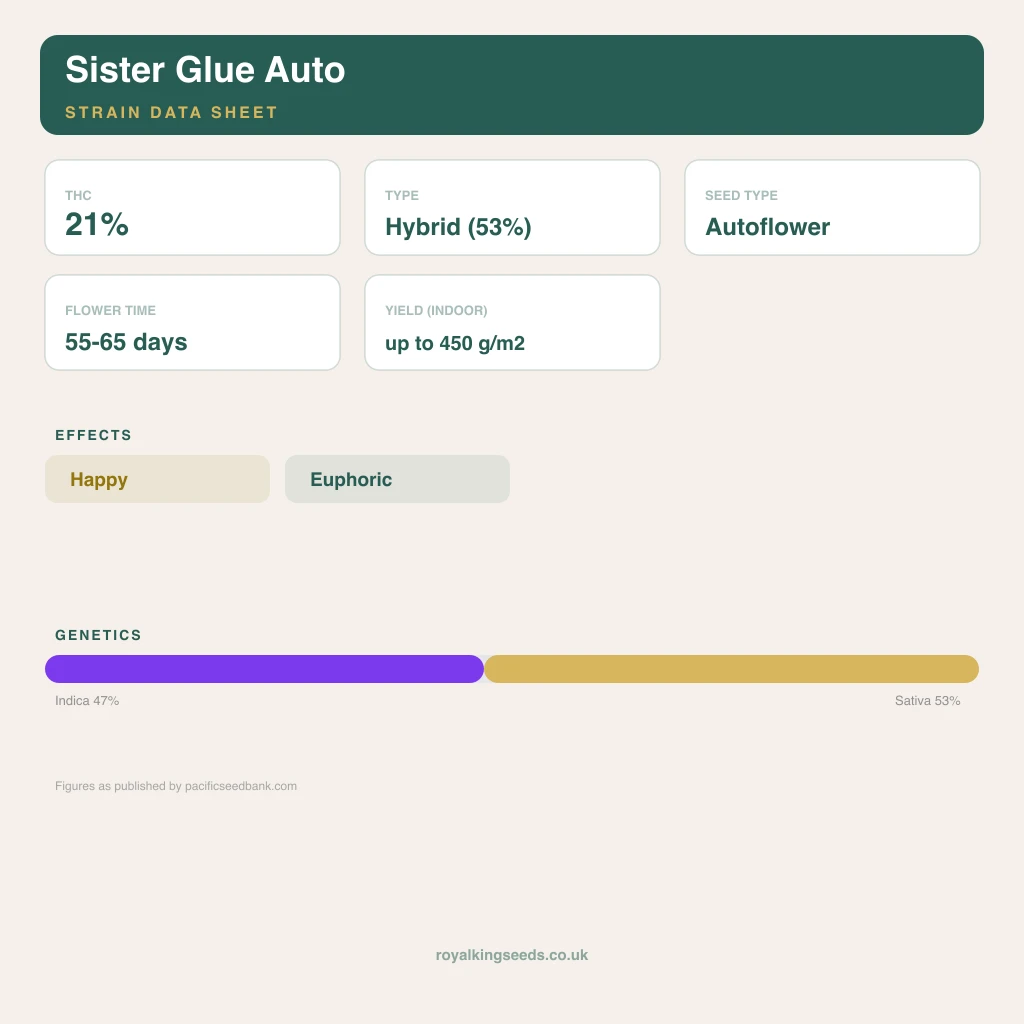 Sister Glue 47% indica / 53% sativa flower with visible trichomes