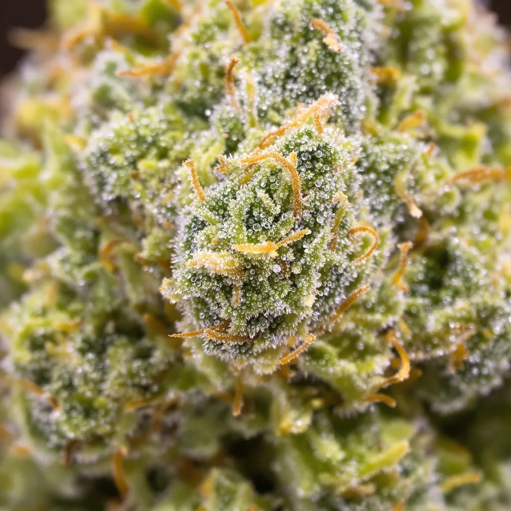 Skunky Jack cannabis bud close-up showing lime-green airy structure