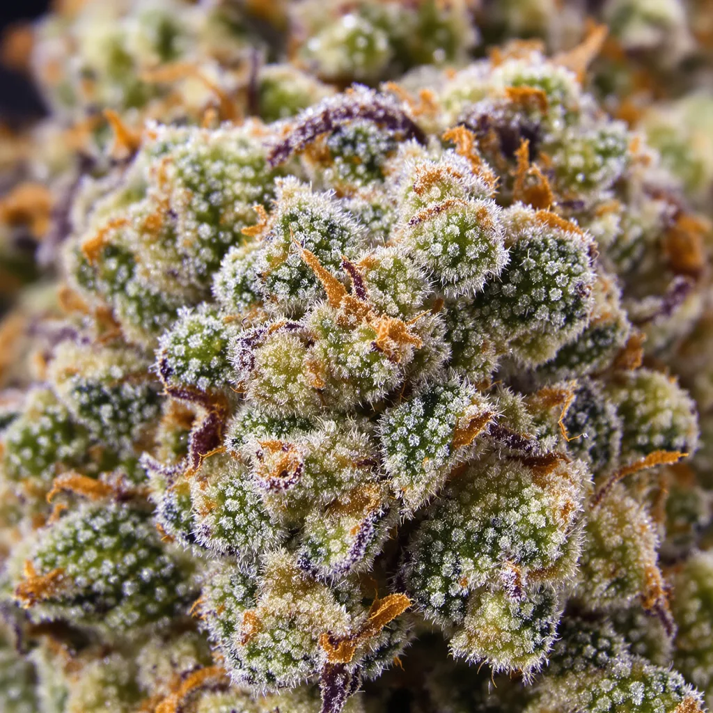 Skywalker OG cannabis bud close-up showing balanced bud structure with frosted trichomes