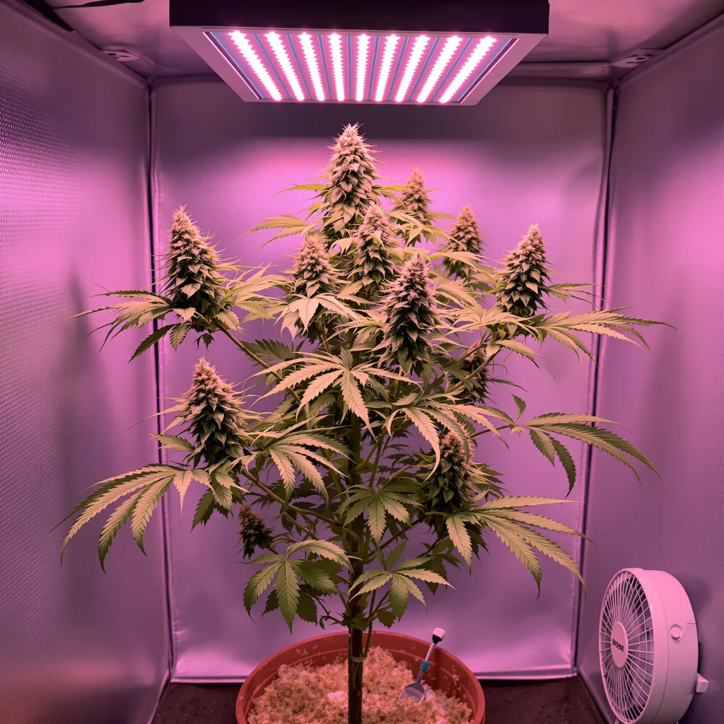 Smelliot 47% indica / 53% sativa flower with visible trichomes