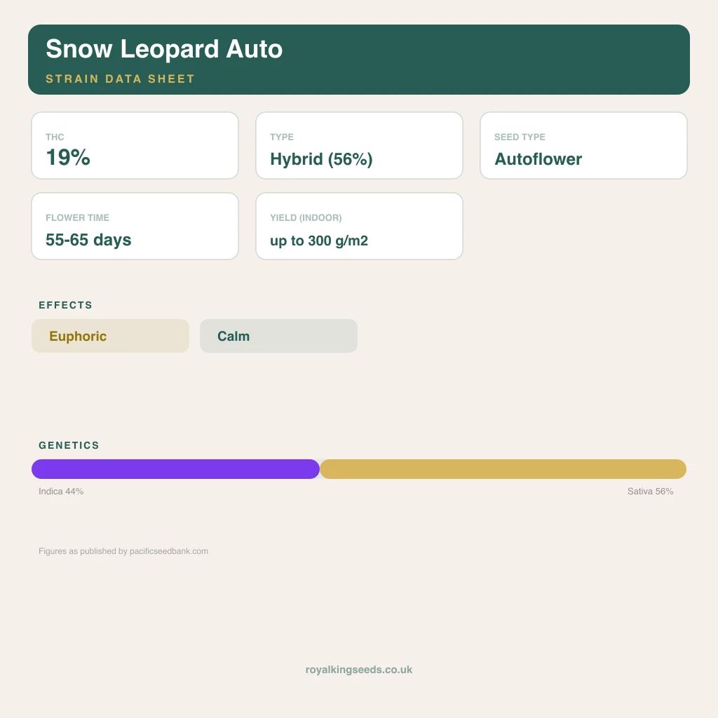 Snow Leopard 44% indica / 56% sativa flower with visible trichomes