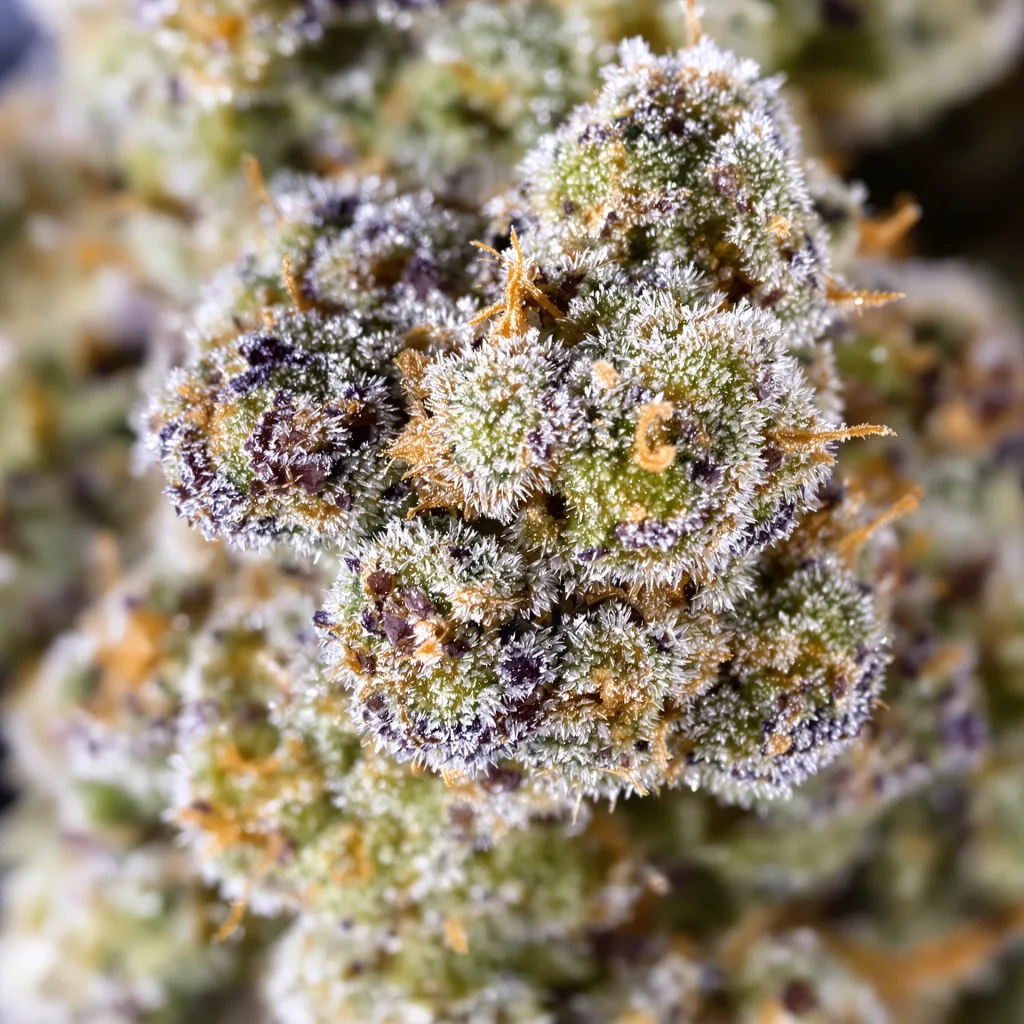 Snow Leopard cannabis bud close-up showing balanced bud structure with frosted trichomes