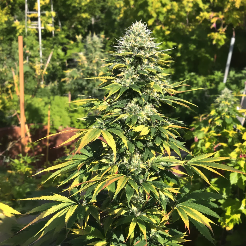 Snow Leopard 44% indica / 56% sativa flower with visible trichomes