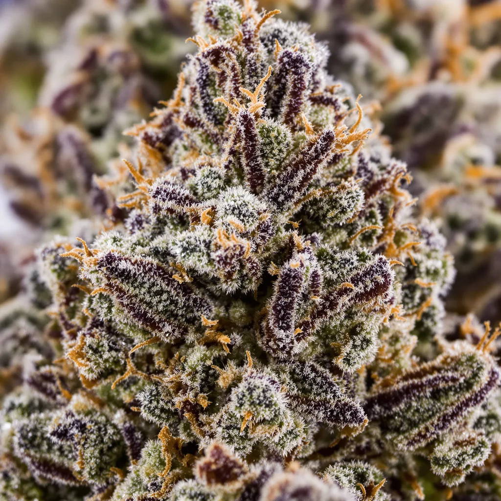 Snow Monster cannabis bud close-up showing dense purple-tinged calyxes