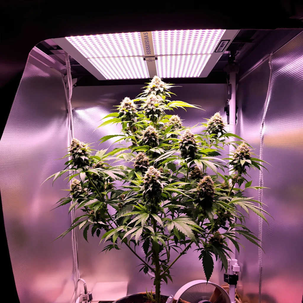 Snowcap 50% indica / 50% sativa flower with visible trichomes