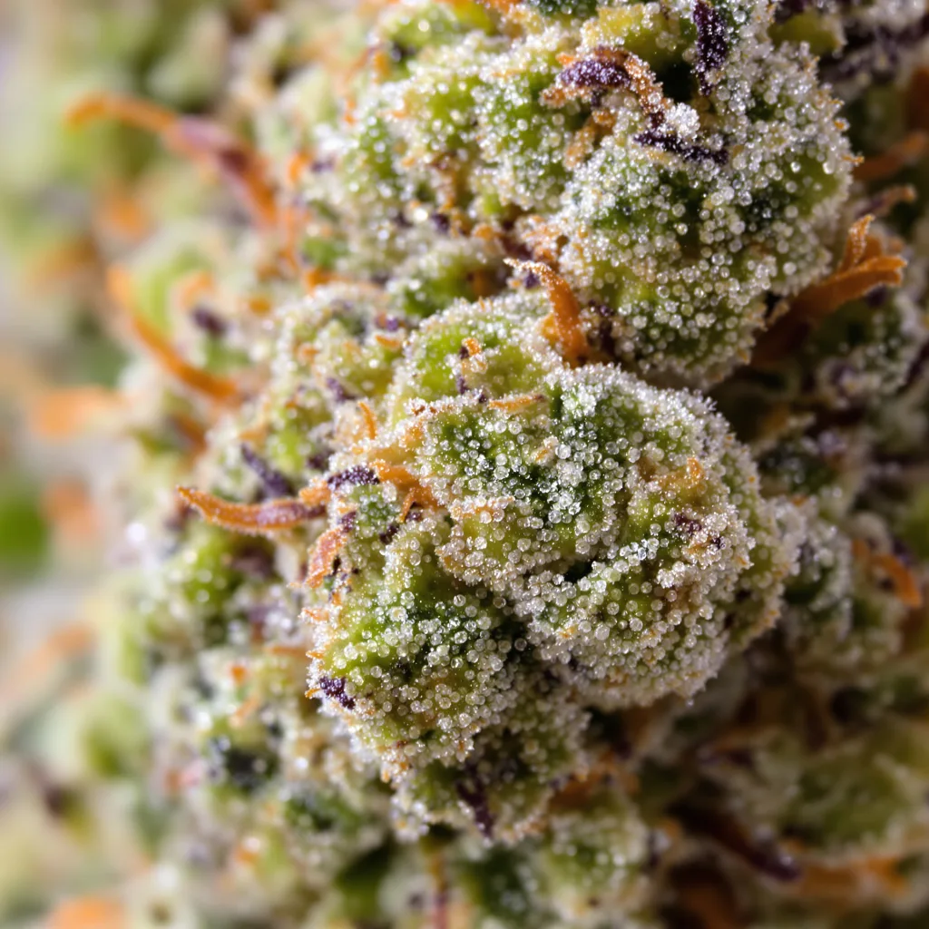 Sour Alien cannabis bud close-up showing open-bud structure with orange pistils