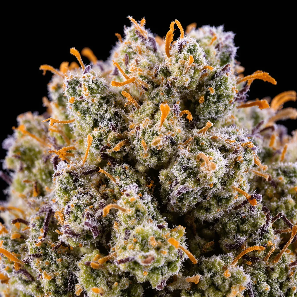 Sour Alien cannabis bud close-up showing open-bud structure with orange pistils