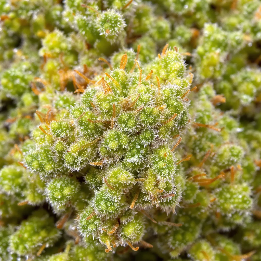 Sour Amnesia cannabis bud close-up showing lime-green airy structure