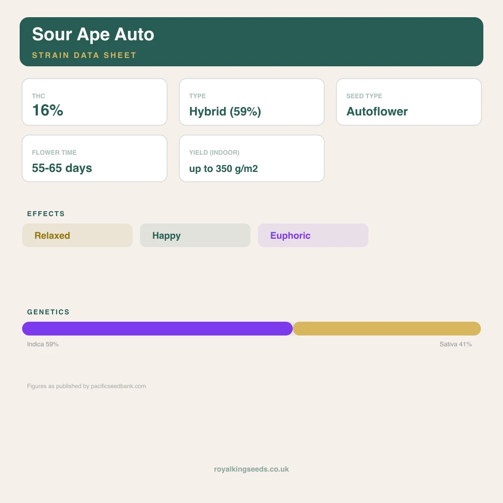 Sour Ape 59% indica / 41% sativa flower with visible trichomes