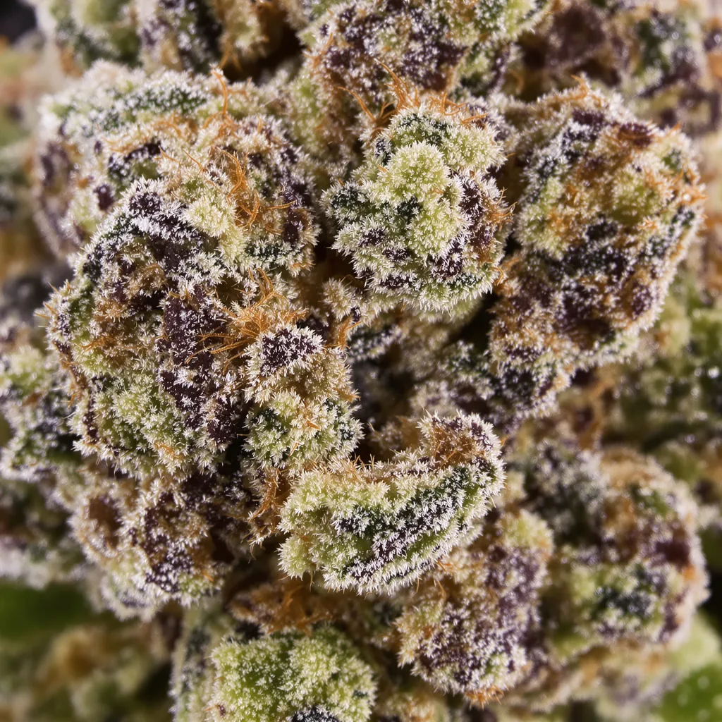 Sour Apple cannabis bud close-up showing dense purple-tinged calyxes