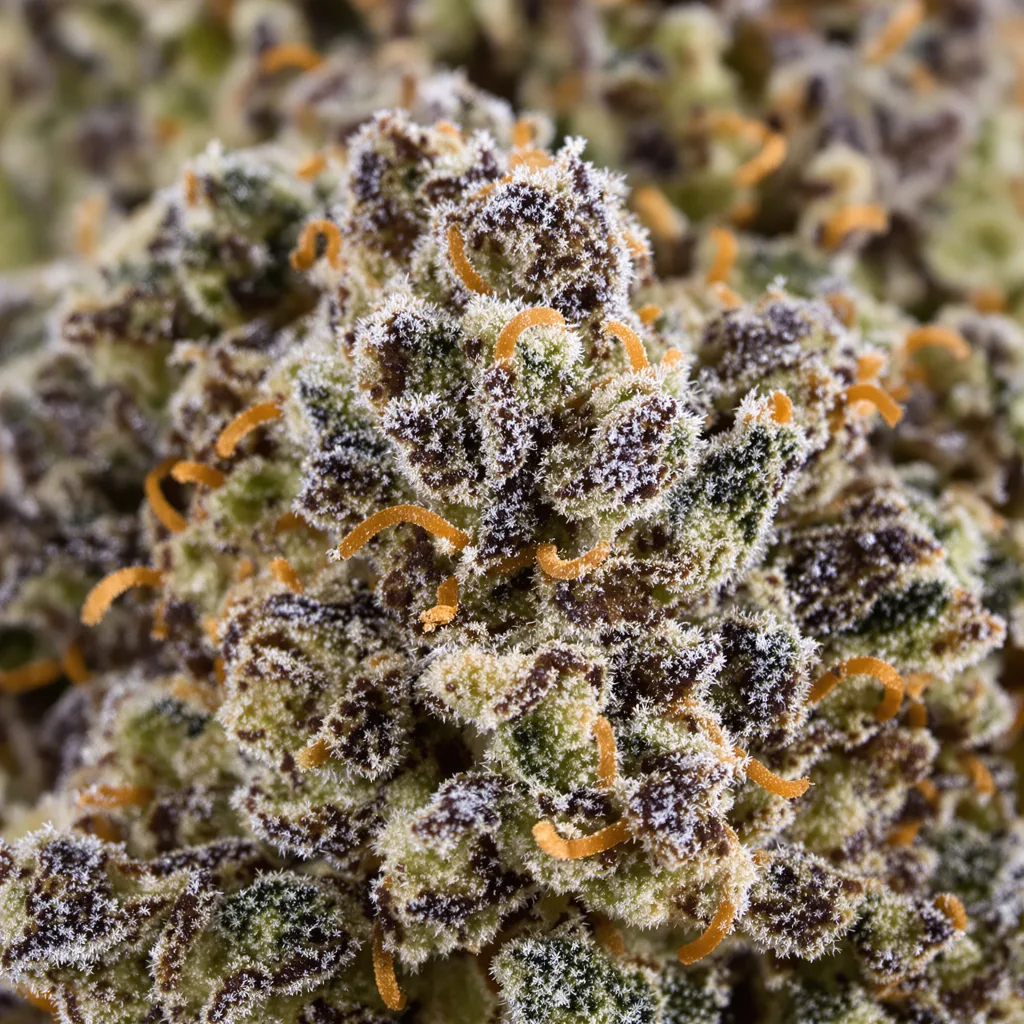 Sour Apple cannabis bud close-up showing dense purple-tinged calyxes