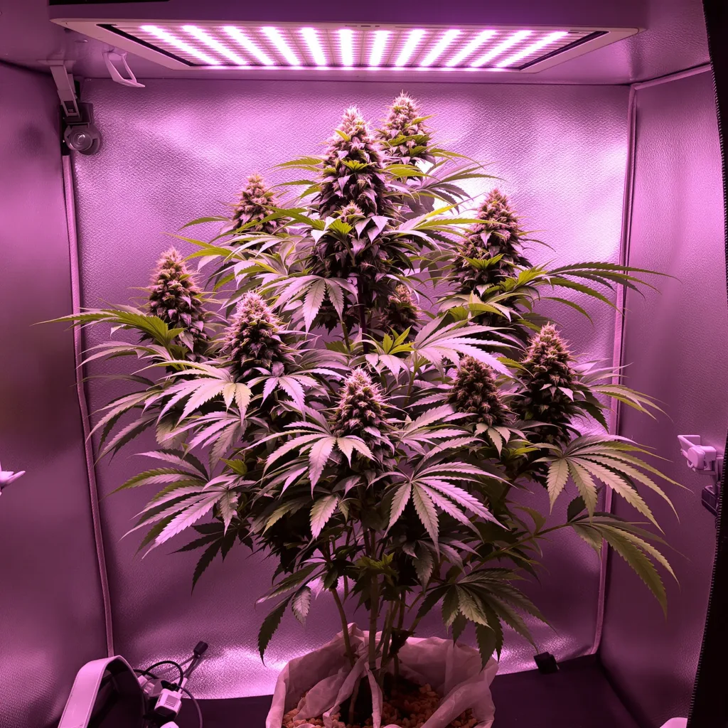 Sour Cheese 88% indica / 12% sativa flower with visible trichomes