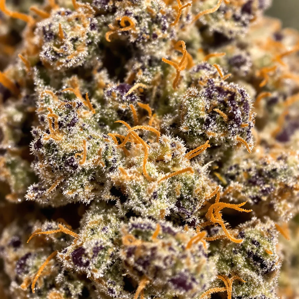Sour Cheese cannabis bud close-up showing dense purple-tinged calyxes