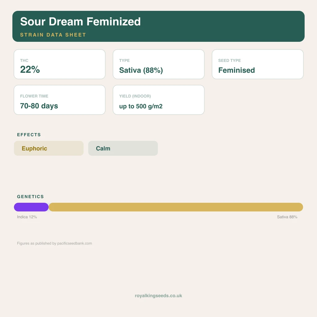 Sour Dream 12% indica / 88% sativa flower with visible trichomes